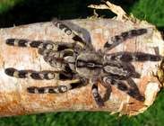 sklípkani a jejich jedovatost !!!